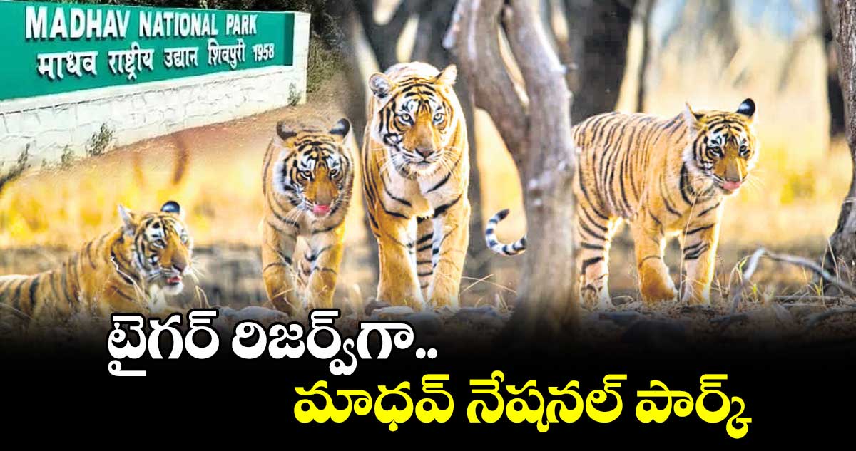  టైగర్ రిజర్వ్​గా మాధవ్​ నేషనల్​ పార్క్​