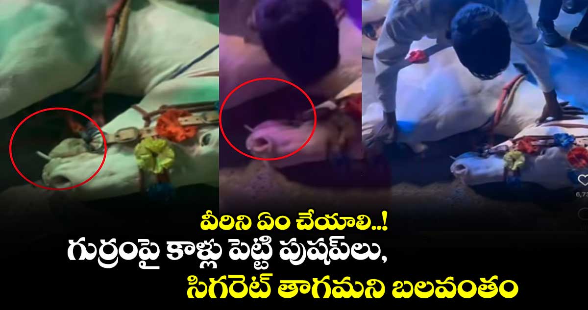 వీరిని ఏం చేయాలి..! గుర్రంపై కాళ్లు పెట్టి పుషప్‌లు, సిగరెట్ తాగమని బలవంతం