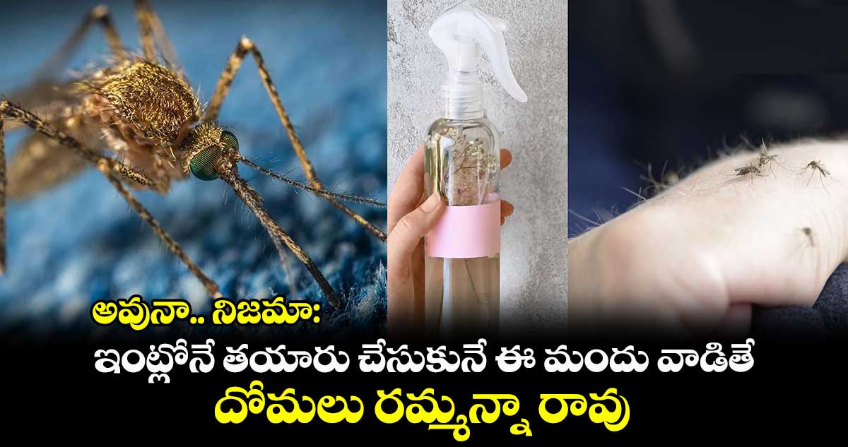 అవునా.. నిజమా : ఇంట్లోనే తయారు చేసుకునే ఈ మందు వాడితే.. దోమలు రమ్మన్నా రావు..