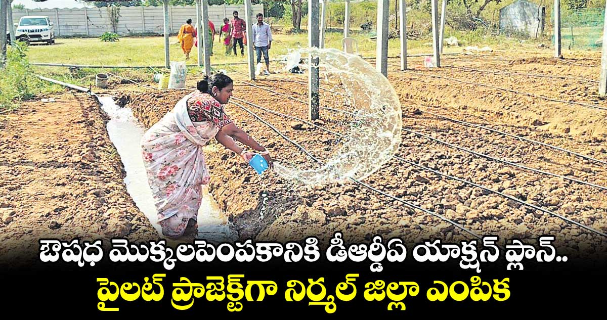 ఔషధ మొక్కలపెంపకానికి డీఆర్డీఏ యాక్షన్​ ప్లాన్​.. పైలట్​ ప్రాజెక్ట్​గా నిర్మల్​ జిల్లా ఎంపిక