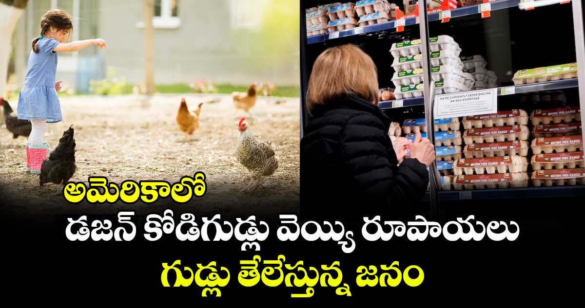 అమెరికాలో డజన్ కోడిగుడ్లు వెయ్యి రూపాయలు : గుడ్లు తేలేస్తున్న జనం