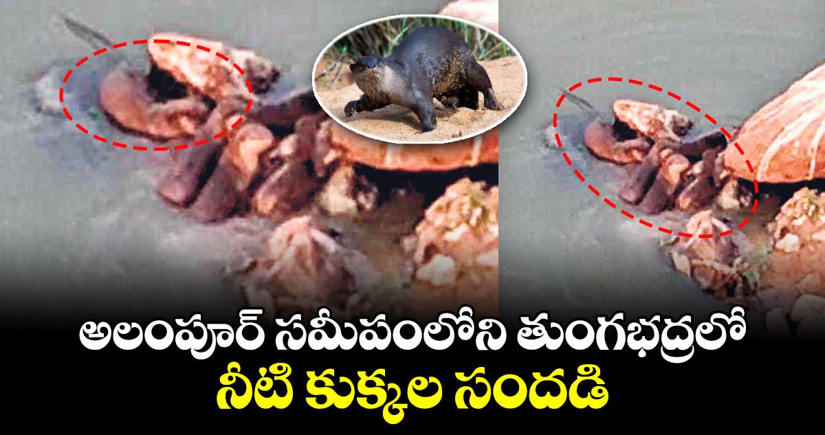  అలంపూర్ సమీపంలోని తుంగభద్రలో నీటి కుక్కల సందడి