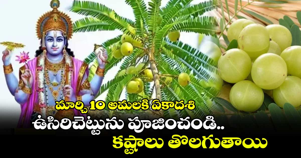 మార్చి 10 అమలకి ఏకాదశి : ఉసిరిచెట్టును పూజించండి..క ష్టాలు తొలగుతాయి