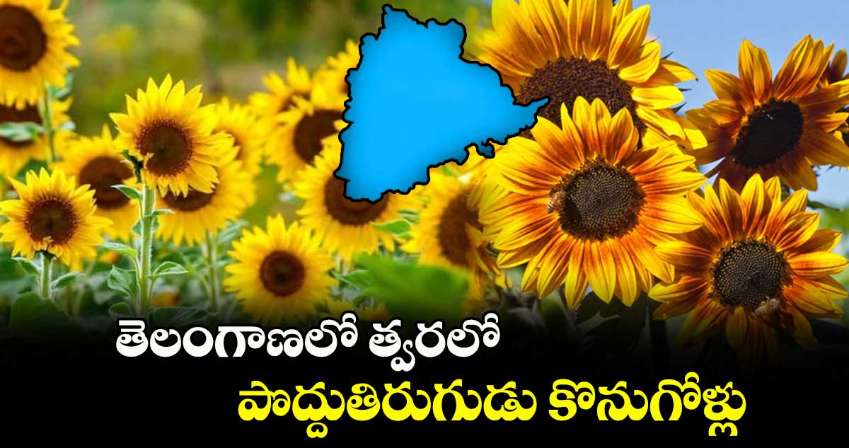 తెలంగాణలో త్వరలో పొద్దుతిరుగుడు కొనుగోళ్లు