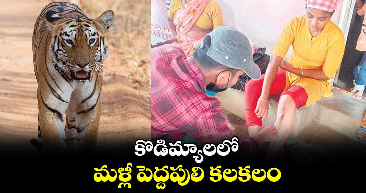 కొడిమ్యాలలో  మళ్లీ పెద్దపులి కలకలం