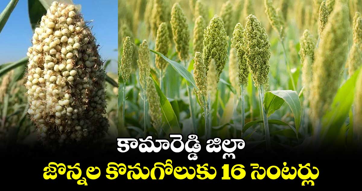 కామారెడ్డి జిల్లాలో జొన్నల కొనుగోలుకు 16 సెంటర్లు