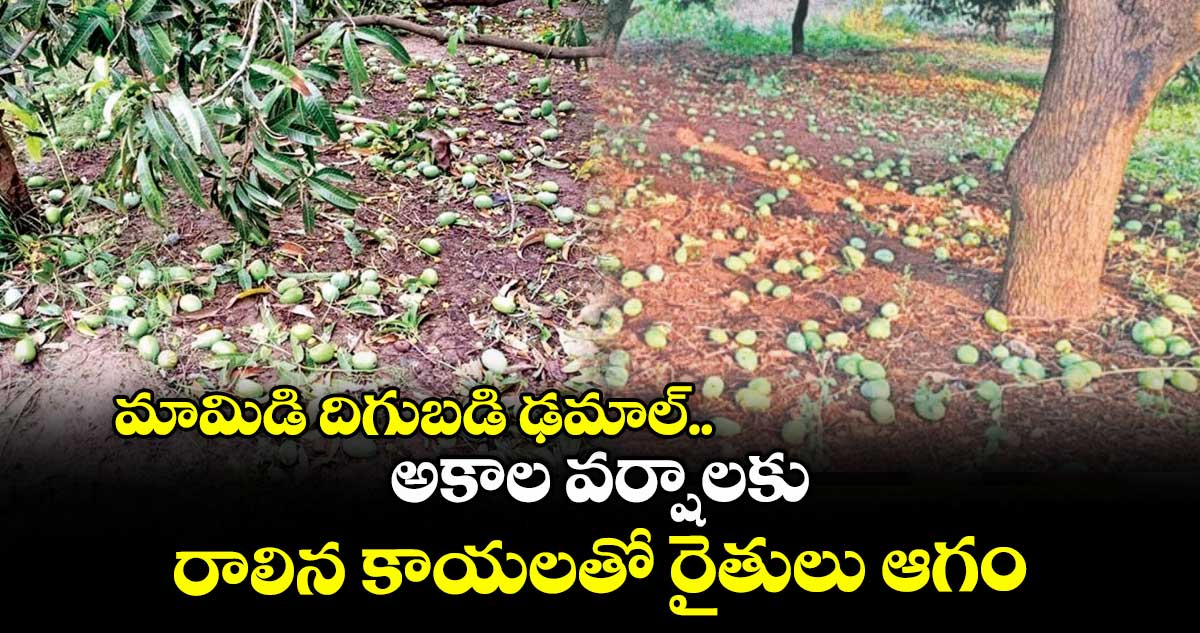మామిడి దిగుబడి ఢమాల్.. అకాల వర్షాలకు రాలిన కాయలతో రైతులు ఆగం