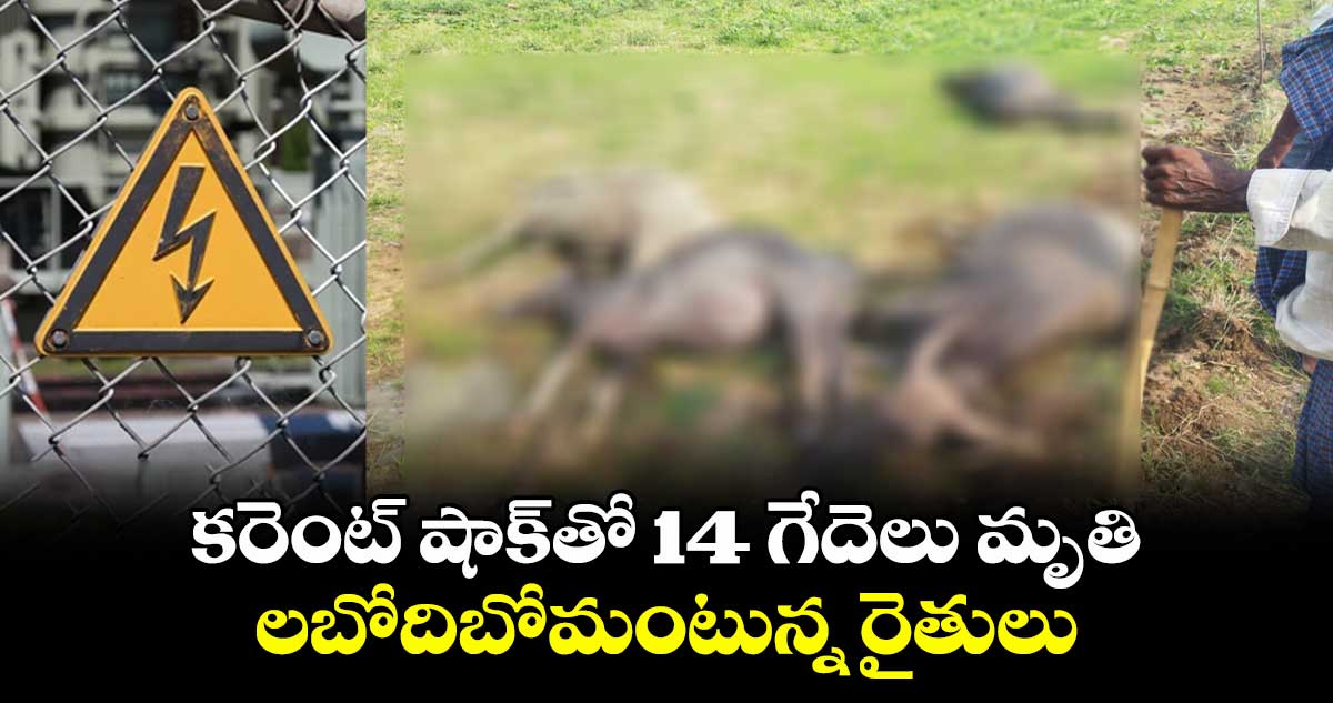 కరెంట్ షాక్తో 14 గేదెలు మృతి..లబోదిబోమంటున్న రైతులు