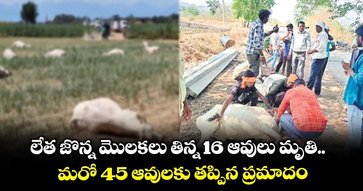 ఆదిలాబాద్ జిల్లాలో లేత జొన్న మొలకలు తిన్న 16 ఆవులు మృతి.. మరో 45 ఆవులకు తప్పిన ప్రమాదం