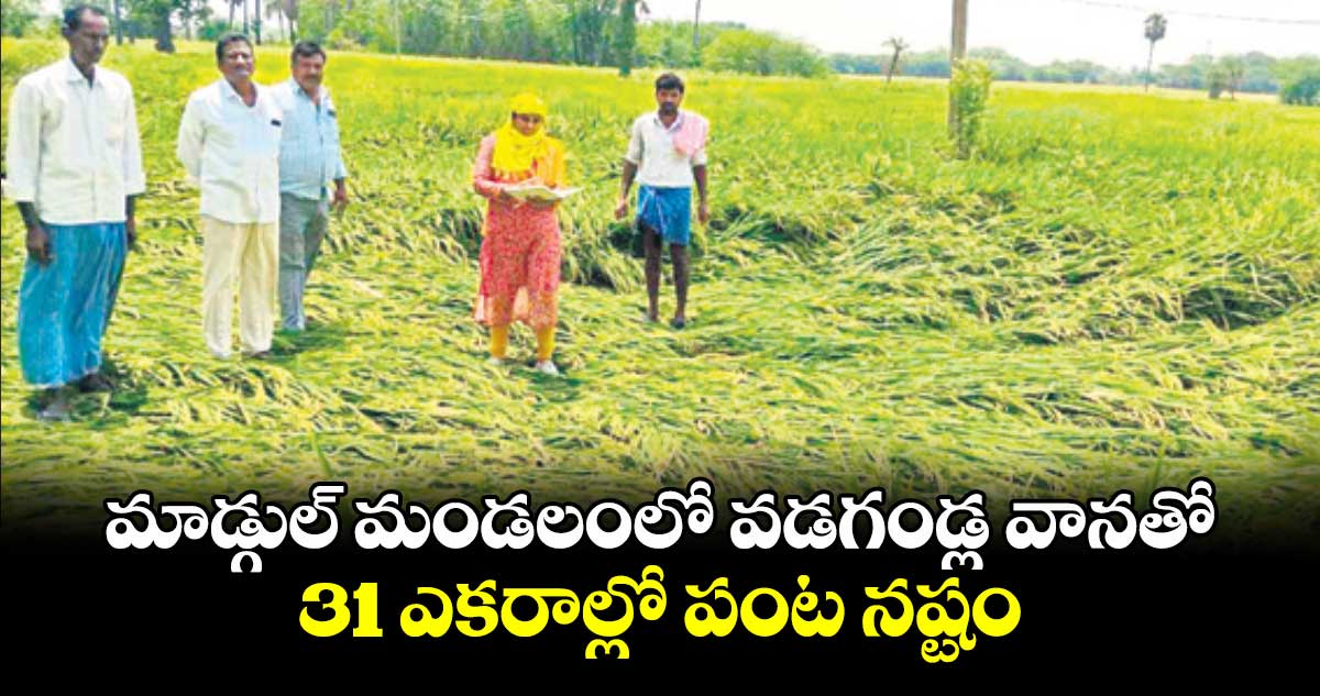 మాడ్గుల్ మండలంలో వడగండ్ల వానతో 31 ఎకరాల్లో పంట నష్టం