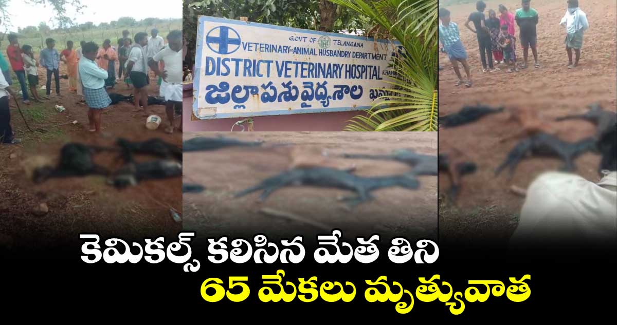 కెమికల్స్ కలిసిన మేత తిని..65 మేకలు మృత్యువాత