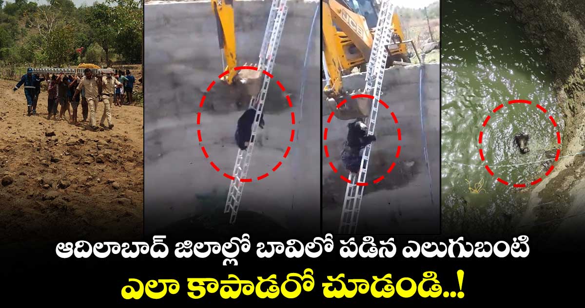 ఆదిలాబాద్ జిలాల్లో బావిలో పడిన ఎలుగుబంటి.. ఎలా కాపాడరో చూడండి..!