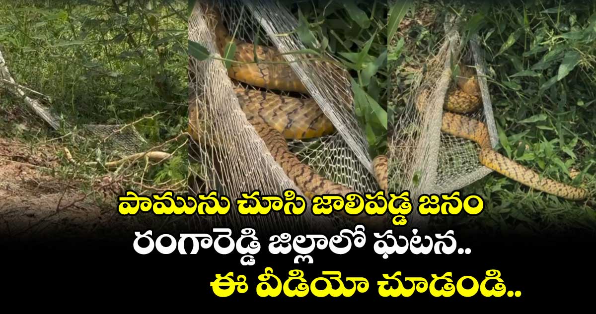 పామును చూసి జాలిపడ్డ జనం.. రంగారెడ్డి జిల్లాలో ఘటన.. ఈ వీడియో చూడండి..