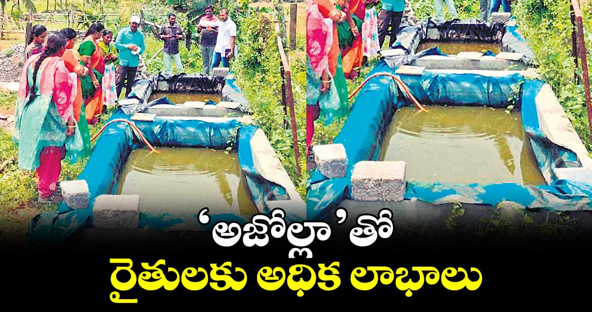 ‘అజోల్లా’తో రైతులకు అధిక లాభాలు : అడిషనల్ కలెక్టర్ విద్యాచందన