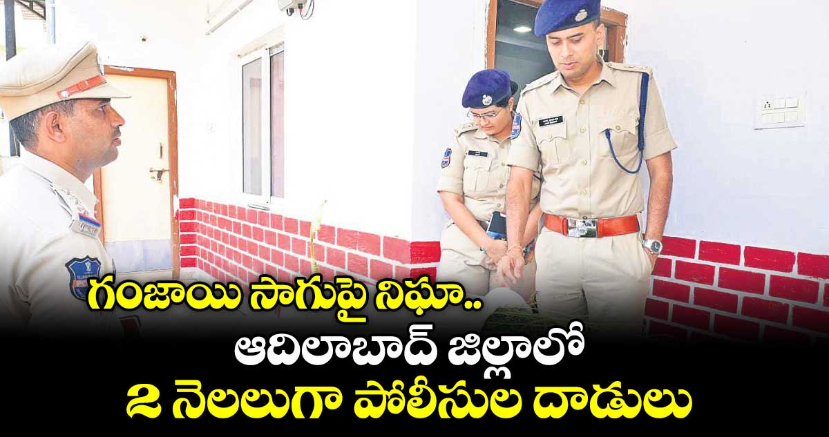 గంజాయి సాగుపై నిఘా.. ఆదిలాబాద్ జిల్లాలో 2 నెలలుగా పోలీసుల దాడులు