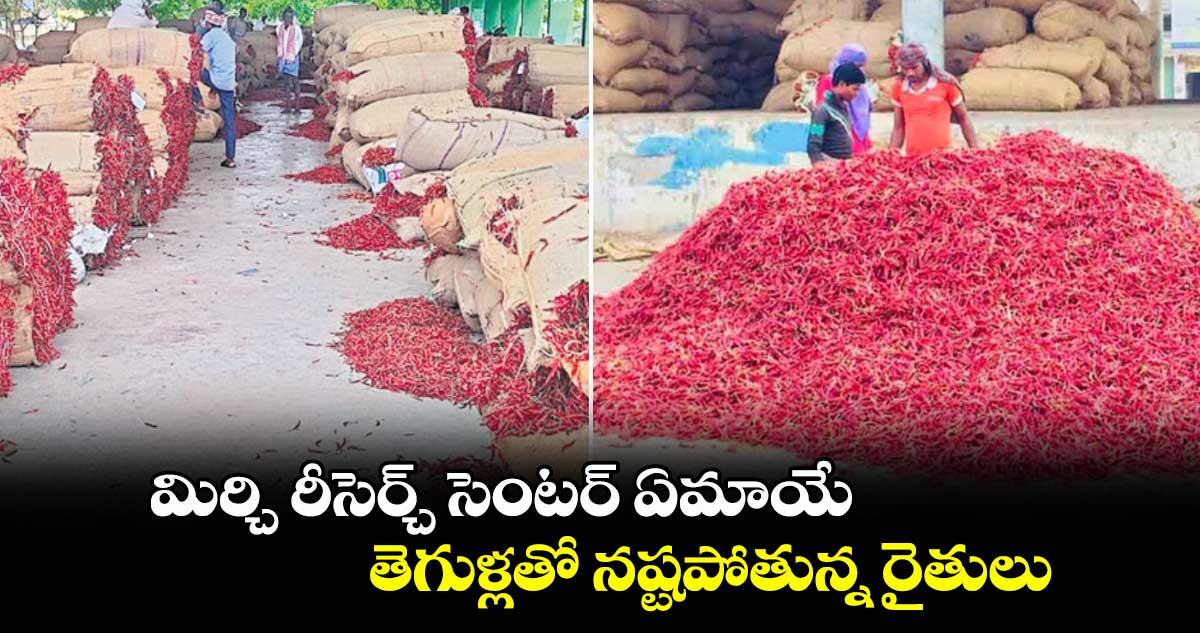 మిర్చి రీసెర్చ్ సెంటర్ ఏమాయే .. తెగుళ్లతో నష్టపోతున్న రైతులు