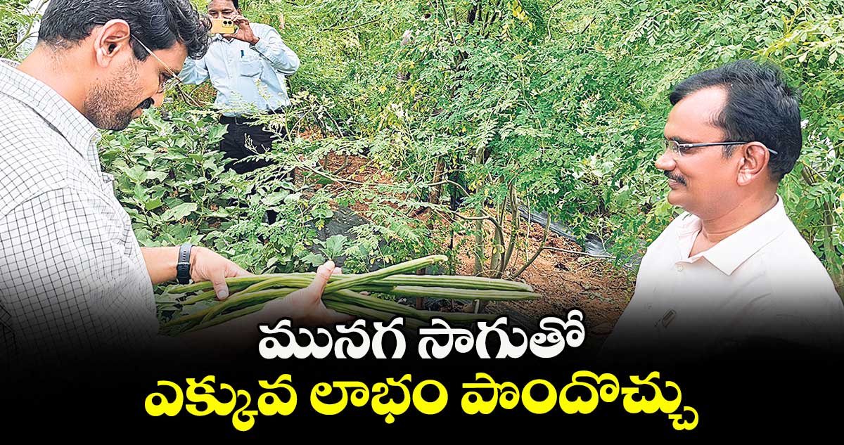 మునగ సాగుతో ఎక్కువ లాభం పొందొచ్చు : కలెక్టర్ జితేశ్ వి పాటిల్