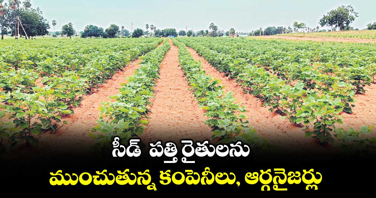 సీడ్ పత్తి రైతులను .. ముంచుతున్న కంపెనీలు, ఆర్గనైజర్లు