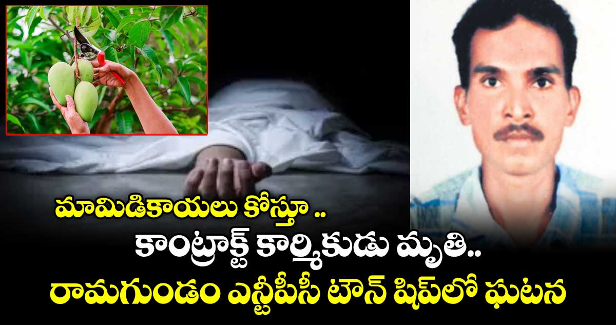 మామిడికాయలు కోస్తూ .. కాంట్రాక్ట్ కార్మికుడు మృతి.. రామగుండం ఎన్టీపీసీ టౌన్ షిప్లో ఘటన