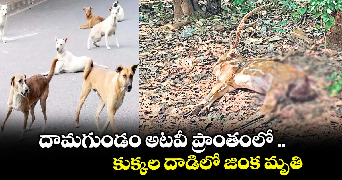 దామగుండం అటవీ ప్రాంతంలో .. కుక్కల దాడిలో జింక మృతి