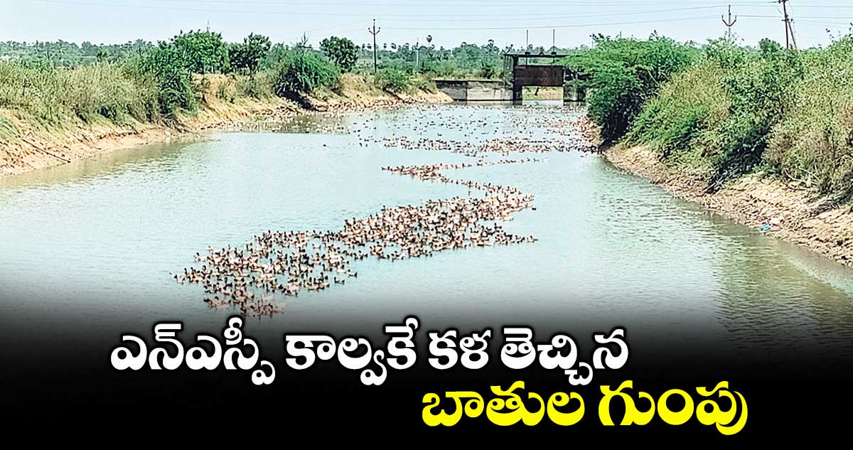ఎన్ఎస్పీ కాల్వకే కళ తెచ్చిన బాతుల గుంపు
