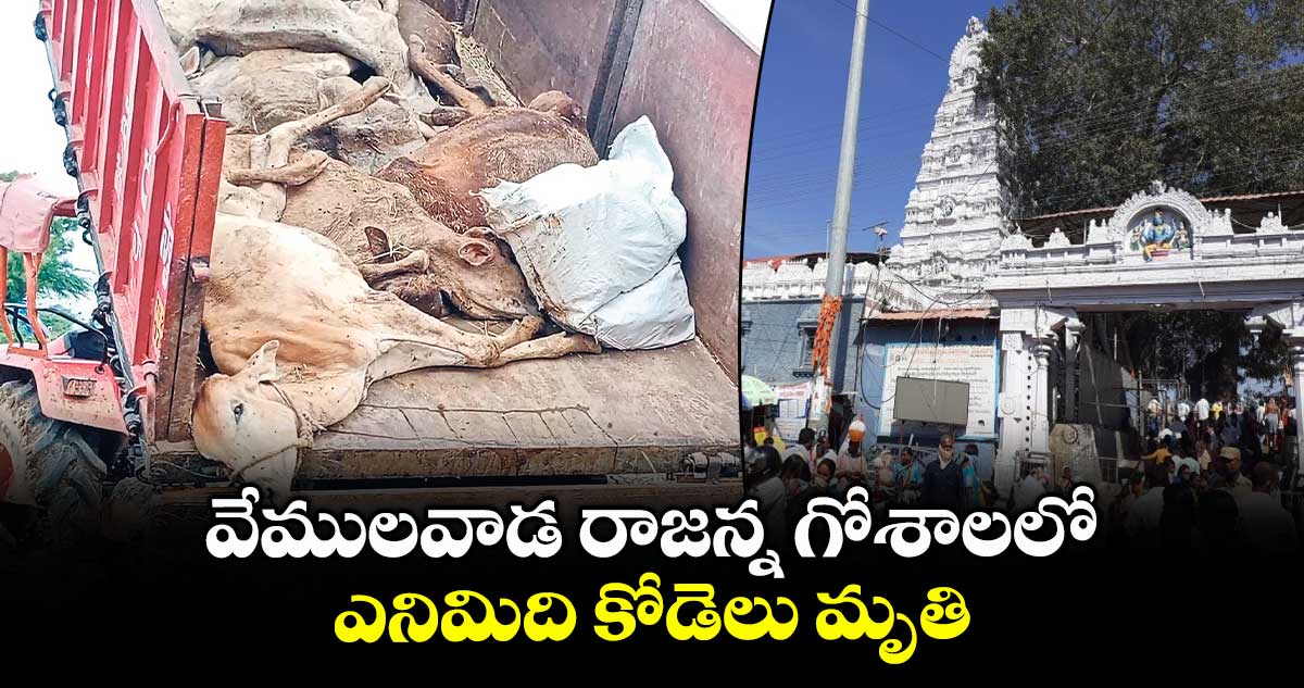 వేములవాడ రాజన్న గోశాలలో ఎనిమిది కోడెలు మృతి