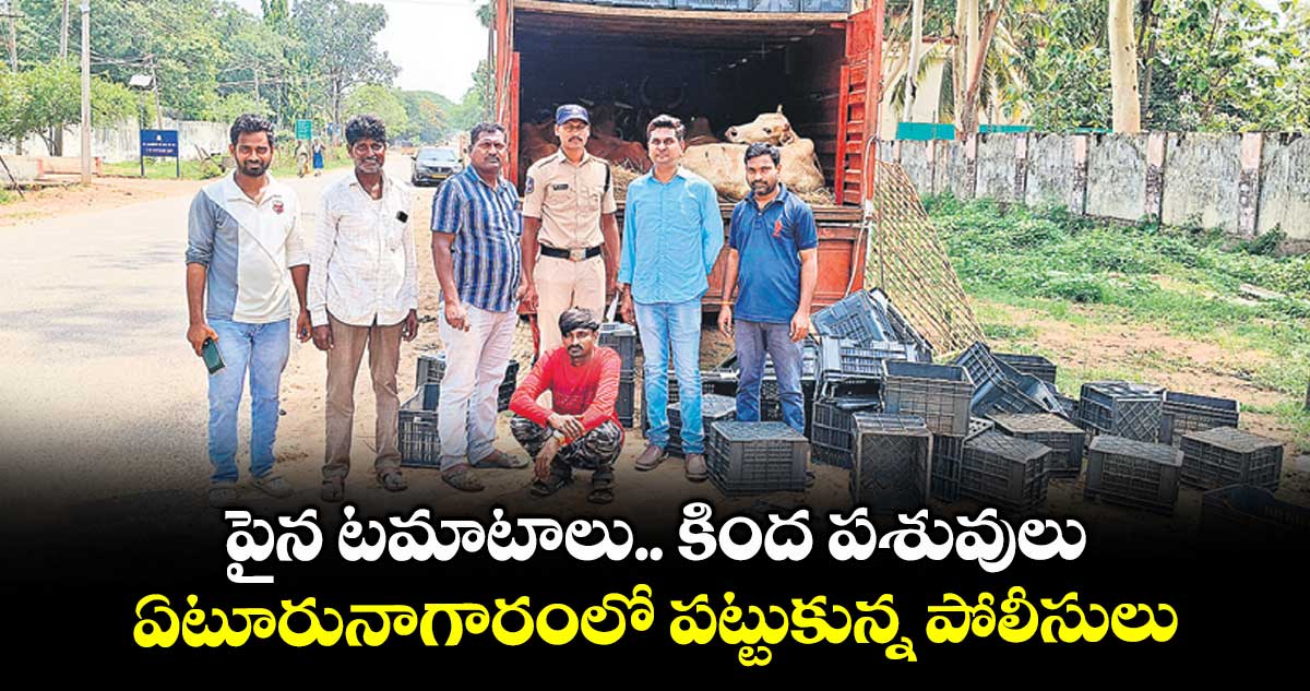 పైన టమాటాలు.. కింద పశువులు..ఏటూరునాగారంలో పట్టుకున్న పోలీసులు