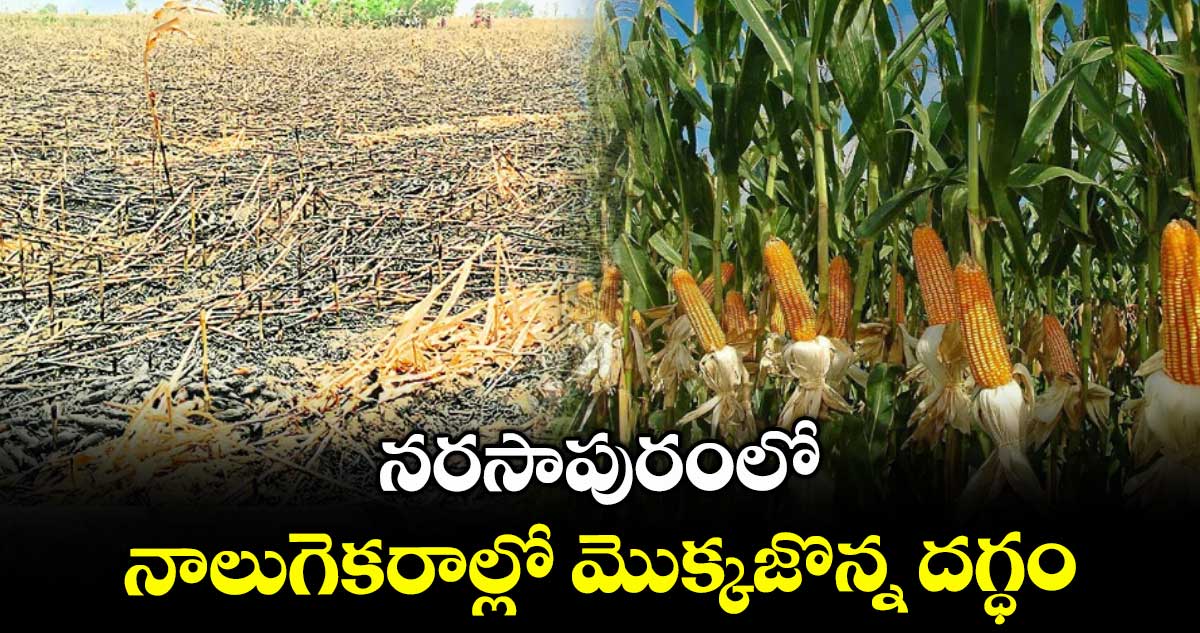 నరసాపురంలో నాలుగెకరాల్లో మొక్కజొన్న దగ్ధం