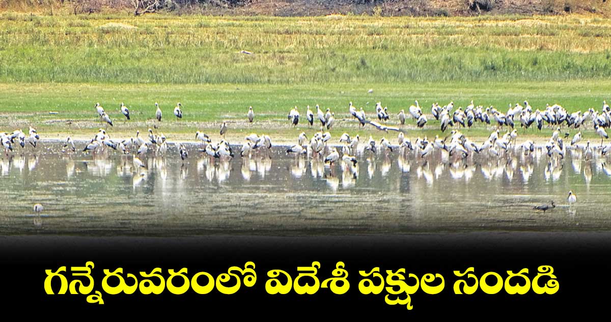 గన్నేరువరంలో విదేశీ పక్షుల సందడి