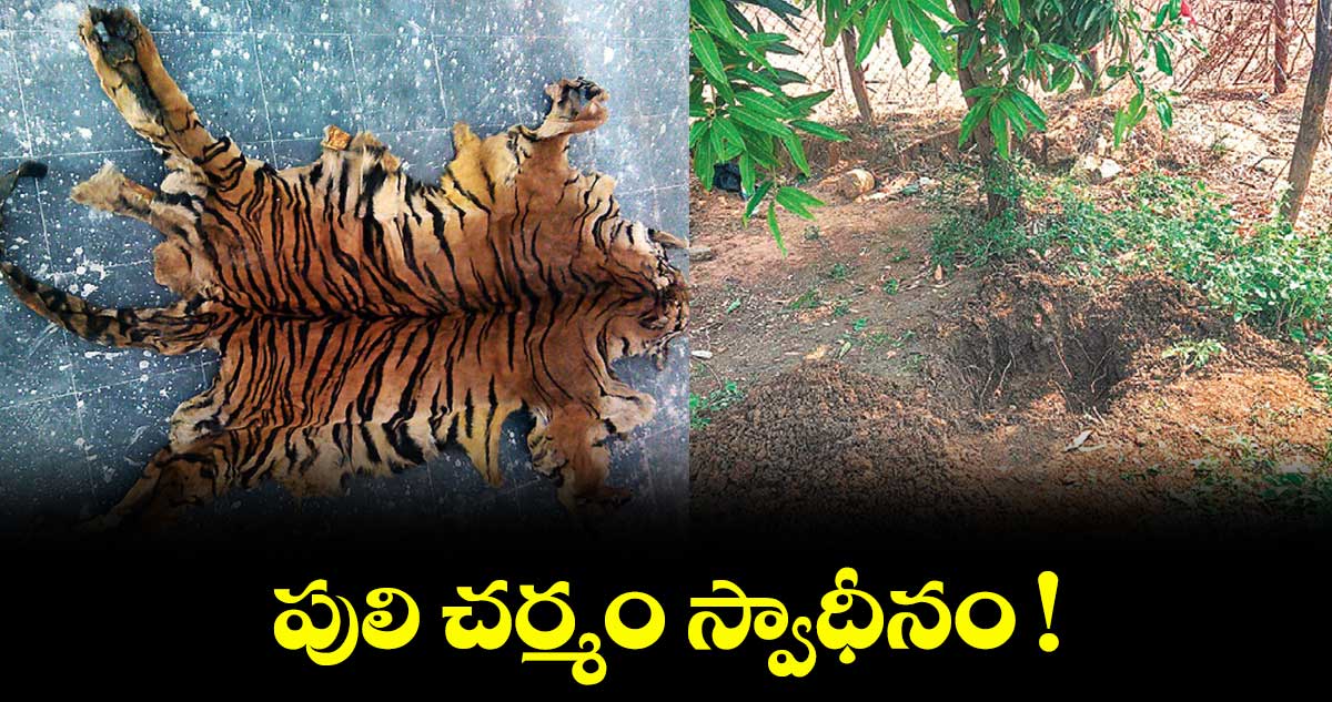 పులి చర్మం స్వాధీనం !