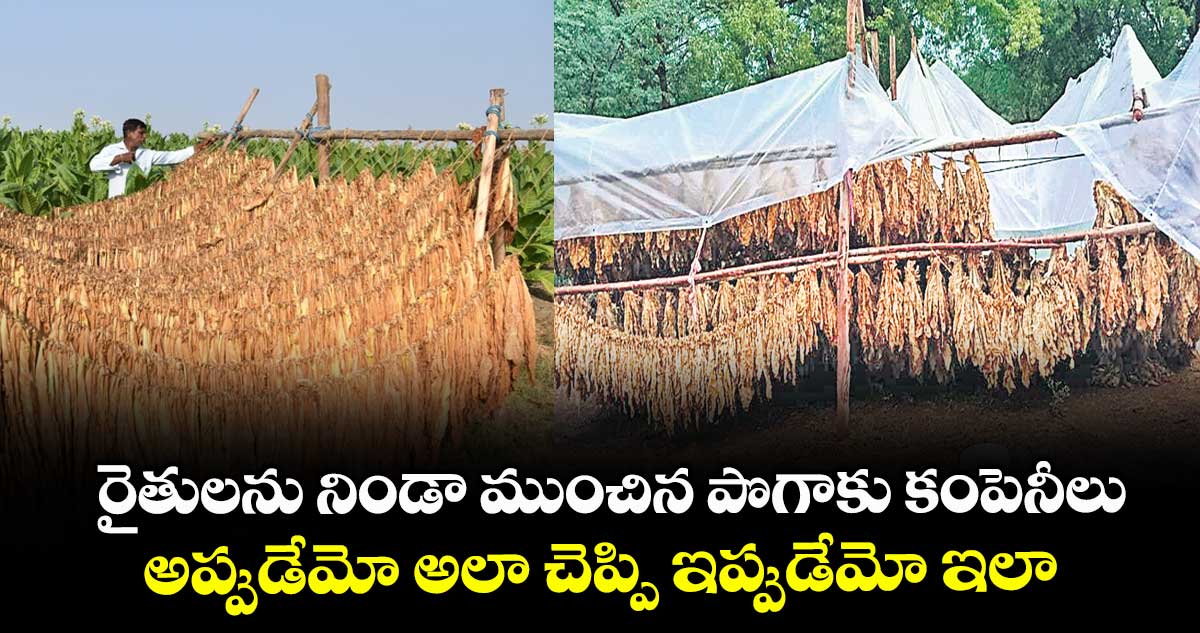 రైతులను నిండా ముంచిన పొగాకు కంపెనీలు.. అప్పుడేమో అలా చెప్పి ఇప్పుడేమో ఇలా..