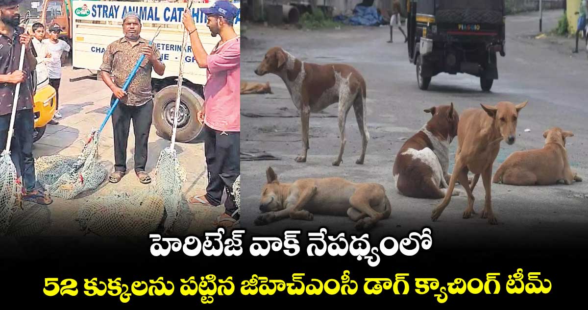 హెరిటేజ్ వాక్ నేపథ్యంలో.. 52 కుక్కలను పట్టిన జీహెచ్ఎంసీ డాగ్ క్యాచింగ్ టీమ్