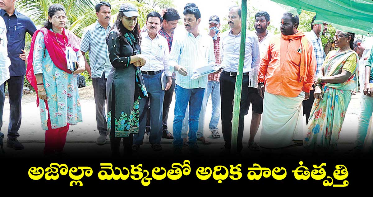 అజొల్లా మొక్కలతో అధిక పాల ఉత్పత్తి : కలెక్టర్ ప్రావీణ్య