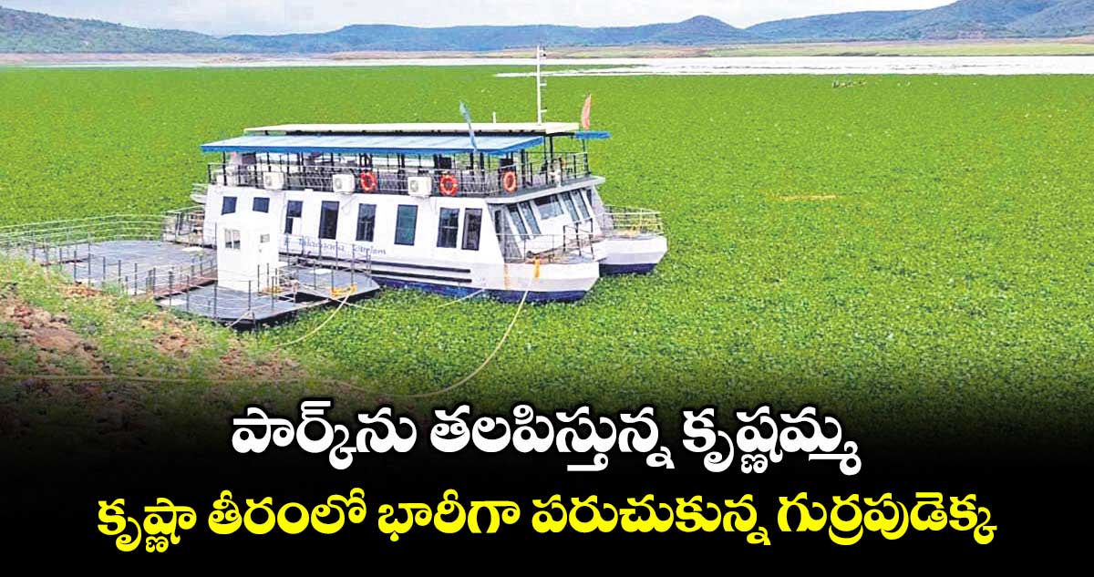పార్క్‌‌‌‌‌‌‌‌ను తలపిస్తున్న కృష్ణమ్మ .. కృష్ణా తీరంలో భారీగా పరుచుకున్న గుర్రపుడెక్క