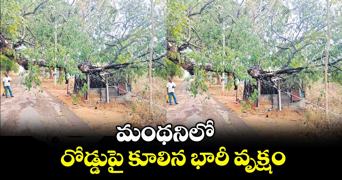 మంథనిలో రోడ్డుపై కూలిన భారీ వృక్షం