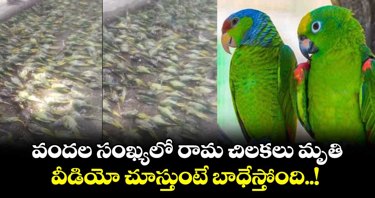 వందల సంఖ్యలో రామ చిలకలు మృతి: వీడియో చూస్తుంటే బాధేస్తోంది..!