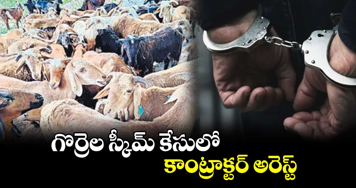 గొర్రెల స్కీమ్ కేసులో కాంట్రాక్టర్ అరెస్ట్