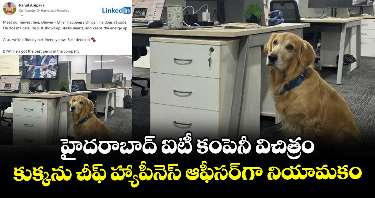 IT News: హైదరాబాద్ ఐటీ కంపెనీ విచిత్రం : కుక్కను చీఫ్ హ్యాపీనెస్ ఆఫీసర్గా నియామకం
