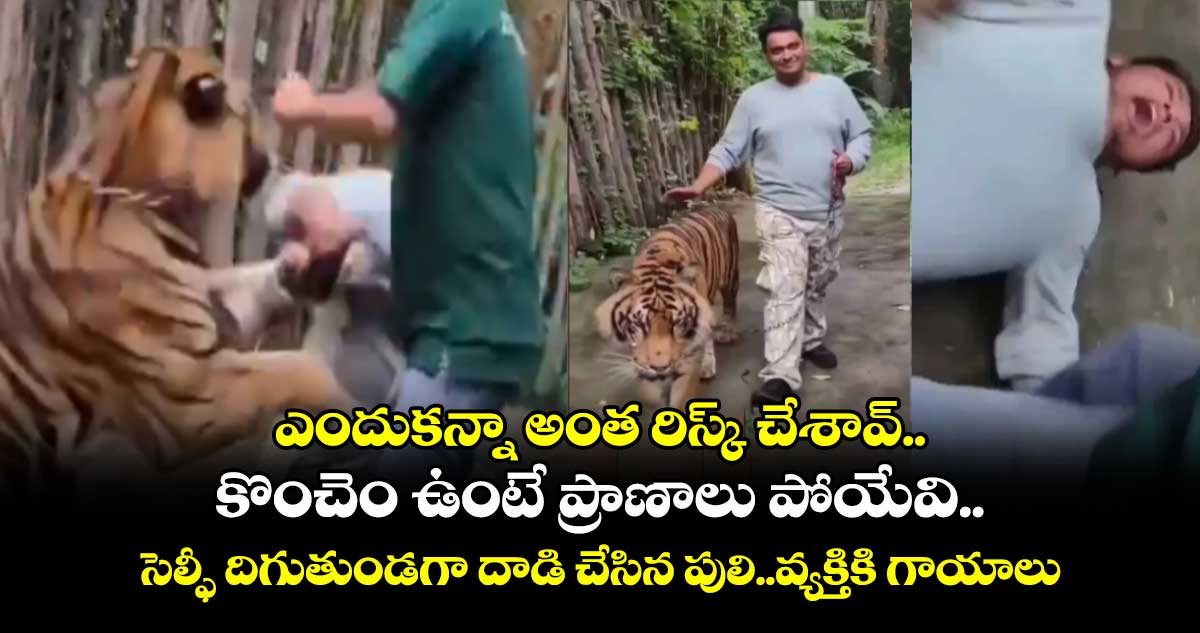 ఎందుకన్నా అంత రిస్క్ చేశావ్..కొంచెం ఉంటే ప్రాణాలు పోయేవి.. సెల్ఫీ దిగుతుండగా దాడి చేసిన పులి..వ్యక్తికి గాయాలు