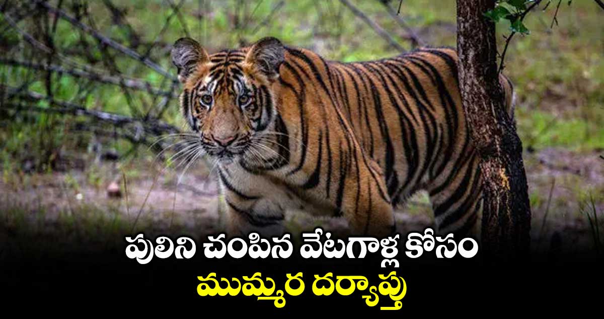 పులిని చంపిన వేటగాళ్ల కోసం ముమ్మర దర్యాప్తు