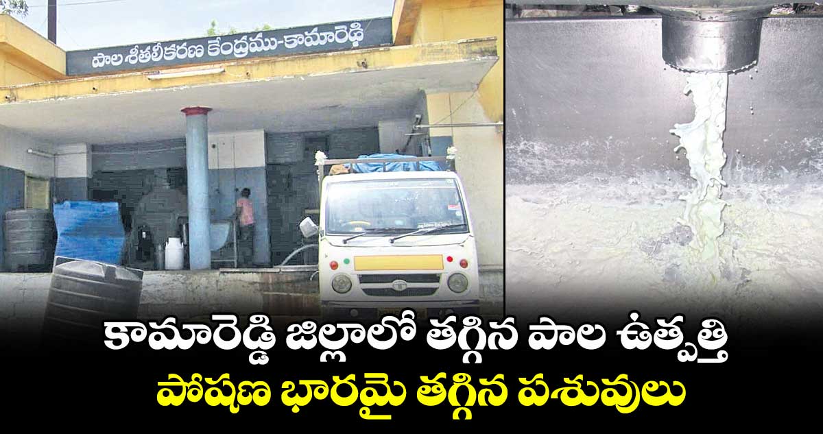 కామారెడ్డి జిల్లాలో తగ్గిన పాల ఉత్పత్తి .. పోషణ భారమై తగ్గిన పశువులు