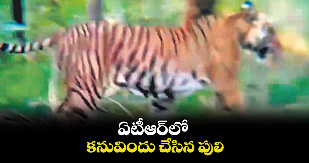 ఏటీఆర్లో కనువిందు చేసిన పులి