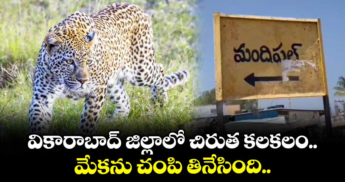 వికారాబాద్ జిల్లాలో చిరుత కలకలం.. మేకను చంపి తినేసింది..