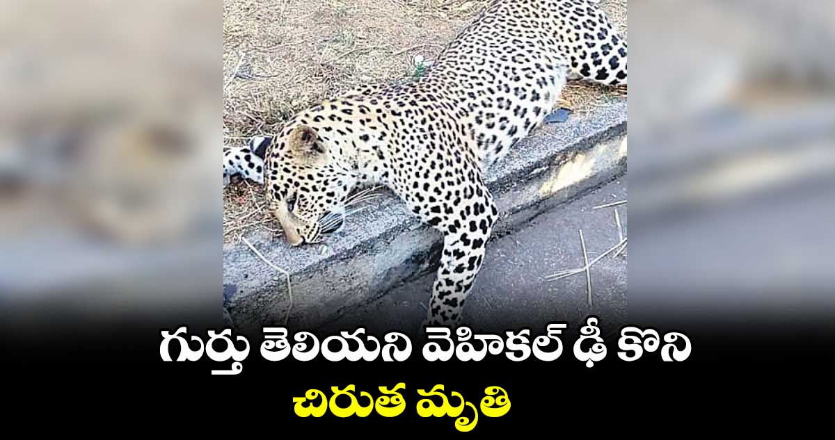 గుర్తు తెలియని వెహికల్ ఢీ కొని చిరుత మృతి