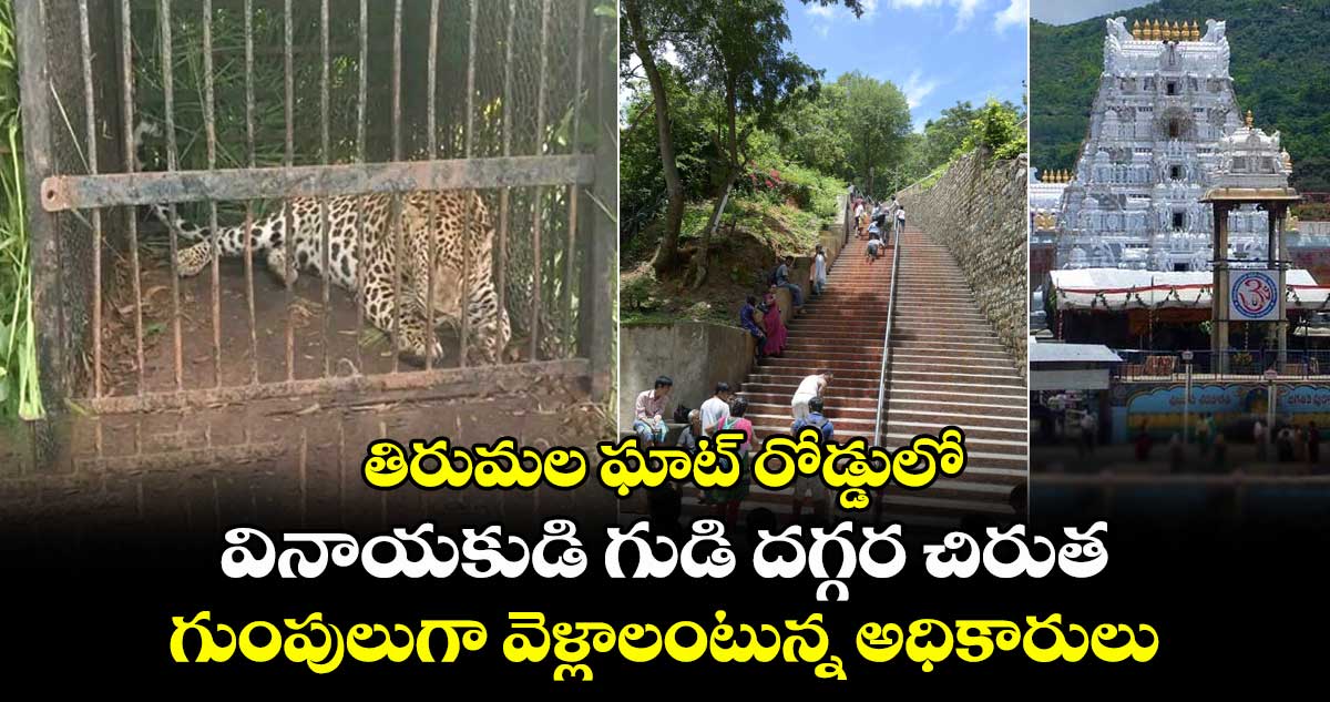 తిరుమల ఘాట్ రోడ్డులో వినాయకుడి గుడి దగ్గర చిరుత : గుంపులుగా వెళ్లాలంటున్న అధికారులు