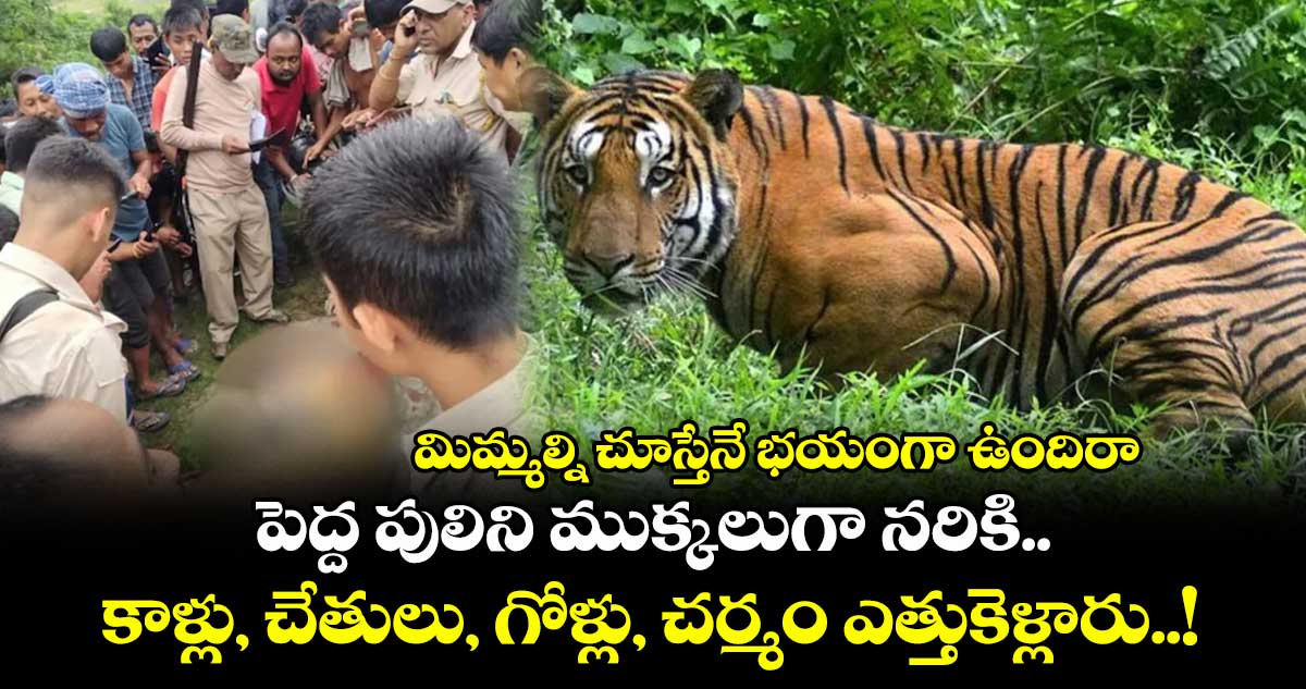 మిమ్మల్ని చూస్తేనే భయంగా ఉందిరా : పెద్ద పులిని ముక్కలుగా నరికి.. కాళ్లు, చేతులు, గోళ్లు, చర్మం ఎత్తుకెళ్లారు..!