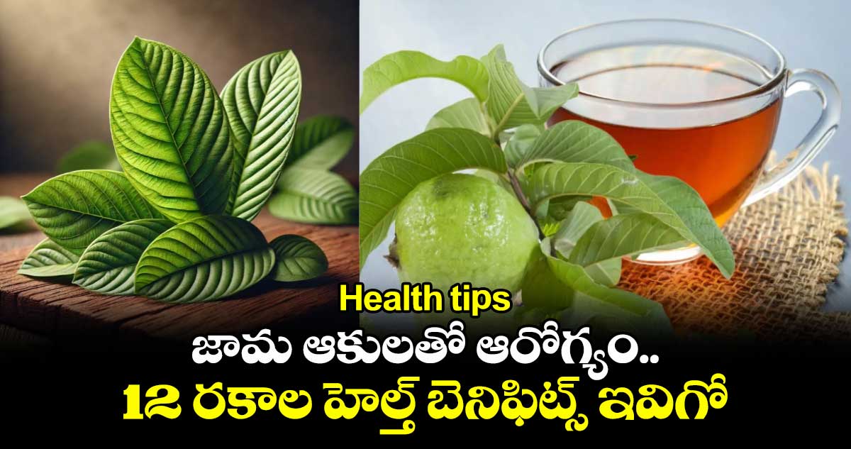 Health tips: జామ ఆకులతో ఆరోగ్యం.. 12 రకాల హెల్త్ బెనిఫిట్స్ ఇవిగో