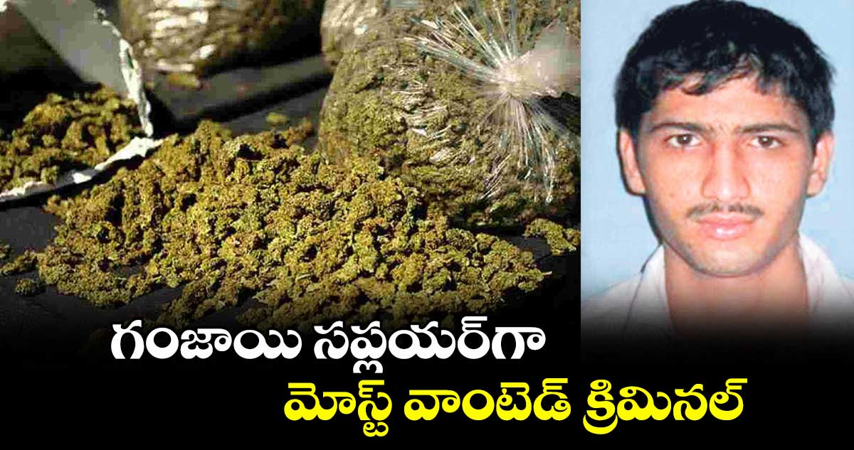 గంజాయి సప్లయర్గా మోస్ట్ వాంటెడ్ క్రిమినల్