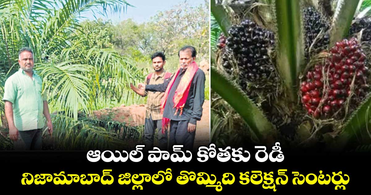 ఆయిల్ పామ్ కోతకు రెడీ .. నిజామాబాద్ జిల్లాలో తొమ్మిది కలెక్షన్ సెంటర్లు