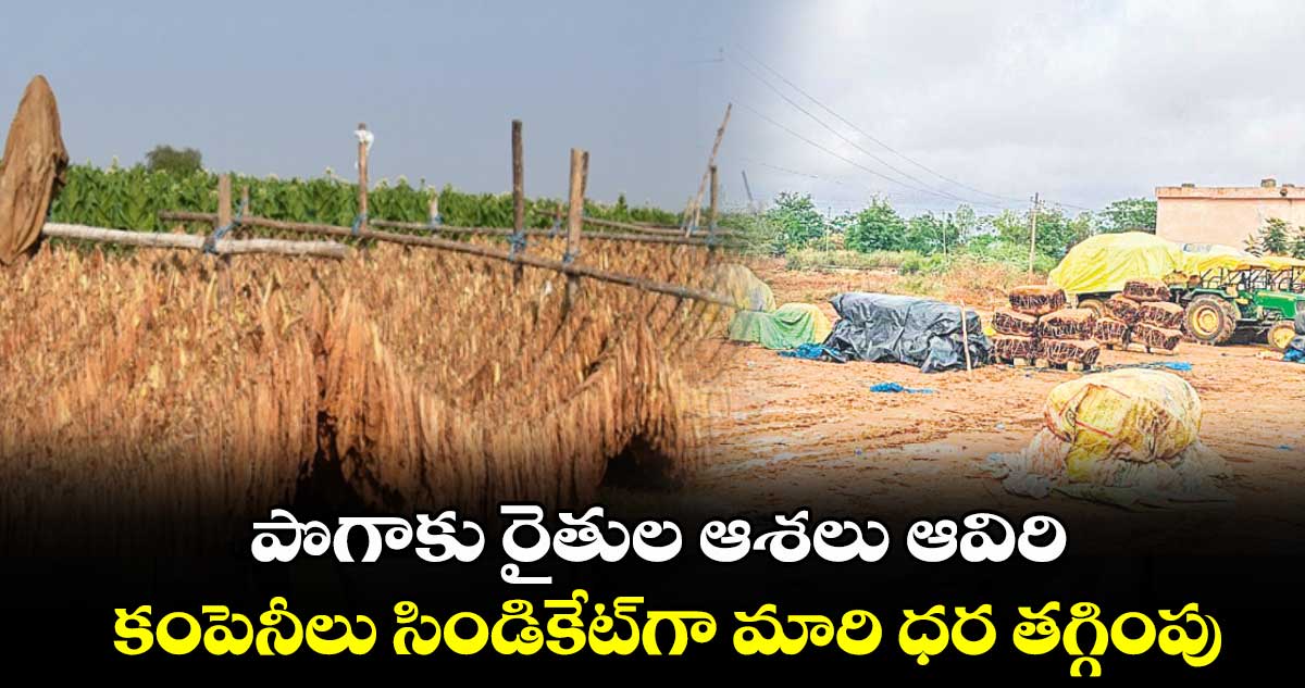 పొగాకు రైతుల ఆశలు ఆవిరి .. కంపెనీలు సిండికేట్గా మారి ధర తగ్గింపు